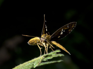 skipper butterfly,Polytremis lubricans taiwana