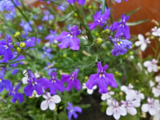 Fototapeta na wymiar Beautiful garden white and purple flowers/Beautiful garden white and purple flowers