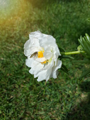 Beautiful garden white moss rose flower/Beautiful garden white moss rose flower