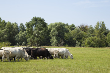 Fototapeta na wymiar Cattle grazing in the field.