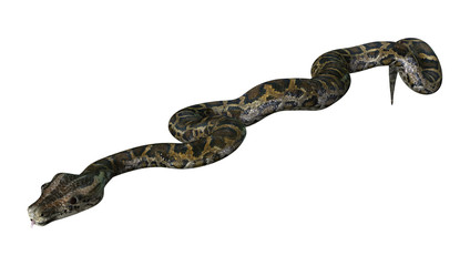 3D Rendering Burmese Python on White