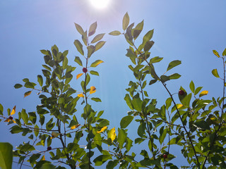 Beautiful green cherry leaves, sun and blue sky/Beautiful green cherry leaves, sun and blue sky