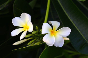 White Plumeria, white flower