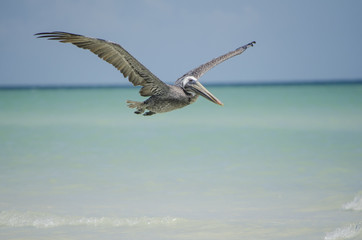 Pelícano volando sobre la playa