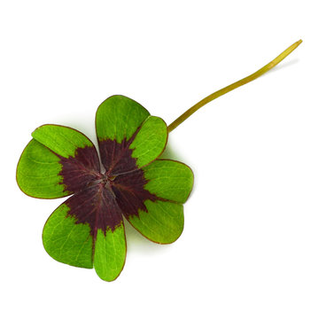 Four leaf clover on isolated on white background