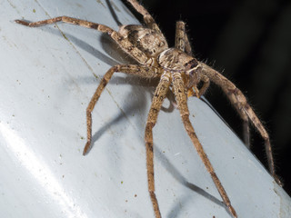 spider,Lycosidae
