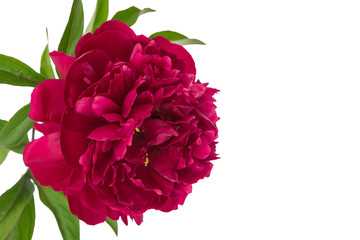 Fototapeta premium Purple peony isolated on white background
