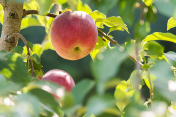 Red apple on a branch ready to be harvested