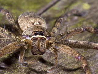 spider,Lycosidae