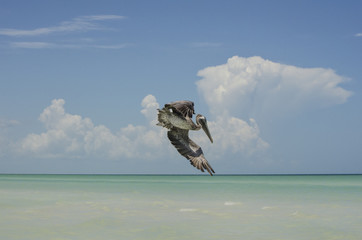Pelícano volando sobre la playa