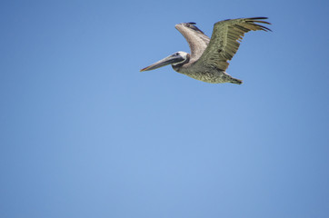 Pelícano volando en cielo azul