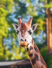 Portrait of a giraffe
