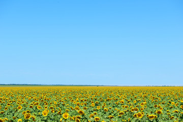sunflower field and clear sky, beautiful summer landscape