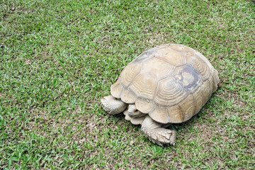 turtle stand on the grass.