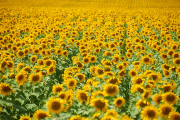 Obraz premium rows of sunflowers in a field as background, beautiful summer landscape