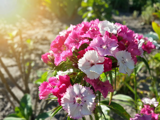 Beautiful white pink carnation flowers/Beautiful white pink carnation flowers