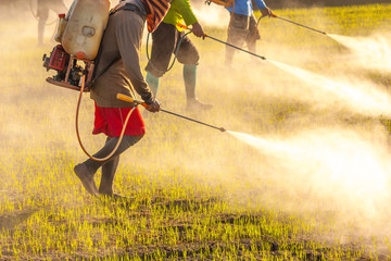 farmer spraying pesticide in the rice field, vintage color style
