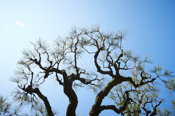 Fototapeta na wymiar 松の木