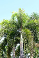 Foxtail palms