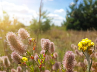 Beautiful wild fluffy plants/Beautiful wild fluffy plants