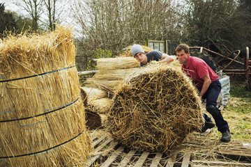 Two thatchers moving bundles of straw for thatching a roof.