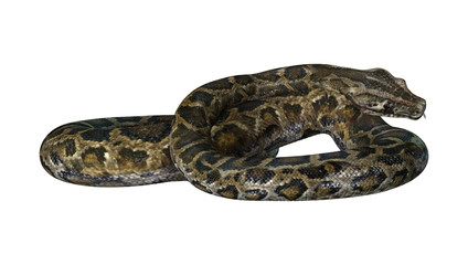 3D Rendering Burmese Python on White