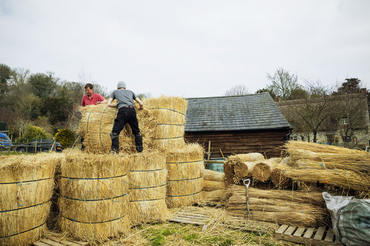 Two thatchers moving bundles of straw for thatching a roof.