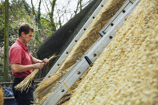 Thatcher carrying a yelm of straw up a roof.