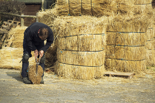 Thatcher cutting a yelm of straw with a pair of shears.