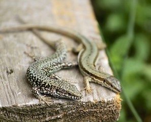 Lézards des murailles 
