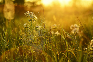 morning summer meadow with flowers in the dew, gossamer. shining in the sun dew, warm sunny...