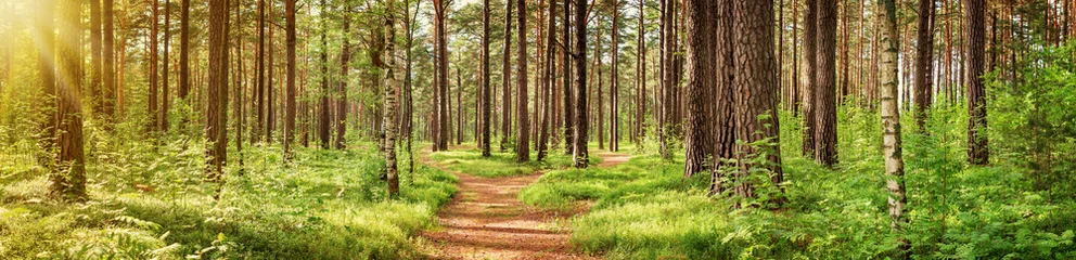 Printed roller blinds Road in forest pine forest panorama in summer. Pathway in the park