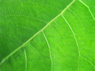 Green leaf