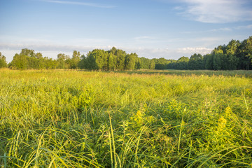 Piękny słoneczny i mglisty poranek na łące latem   © Mike Mareen