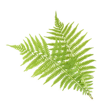 Fern isolated on white. without shadow