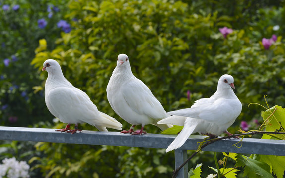 white pigeons in the garden