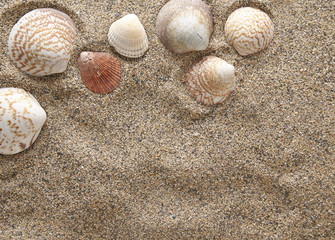 A full page of beach sand texture with shells arranged to form a page border
