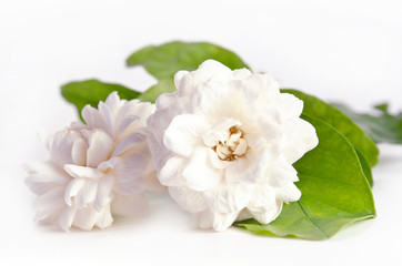 Naklejka na ściany i meble Flower background of Jasmine flowers spread on white background