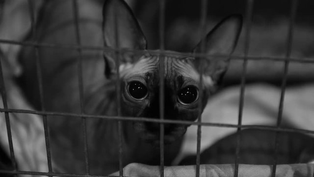 Scared homeless Sphynx cat sitting in cage at pet shelter, animal rescue