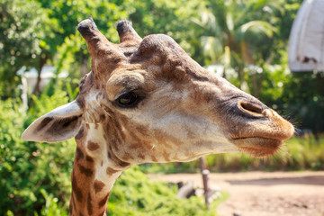 Big head of giraffe.