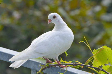 white pigeon in the garden