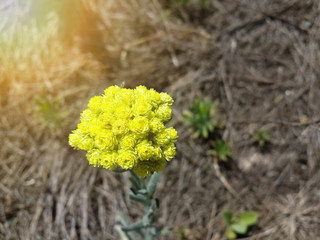 Beautiful wild yellow immortelle flowers/Beautiful wild yellow immortelle flowers