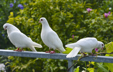 white pigeons in the garden