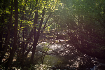 Fototapeta premium Into the forest, bright rays through trees