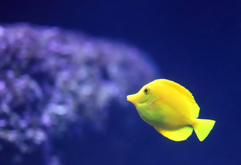 poisson jaune