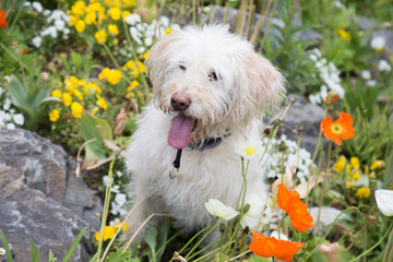 A white dog posing in the middel of flowers