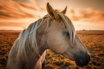 Horse Profile with Sunset