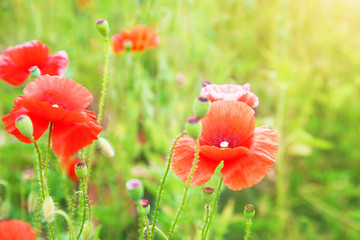 Buds of red poppies on a field