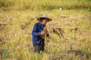 Naklejka na ściany i meble farmers harvesting rice in rice field in Thailand. Smiling woman farmer.