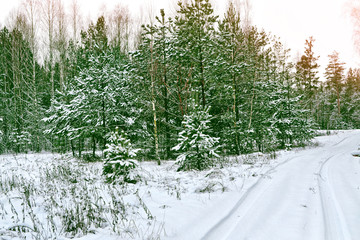  forest in the frost. Winter landscape. Snow covered trees